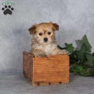Georgie, Morkie / Yorktese Puppy